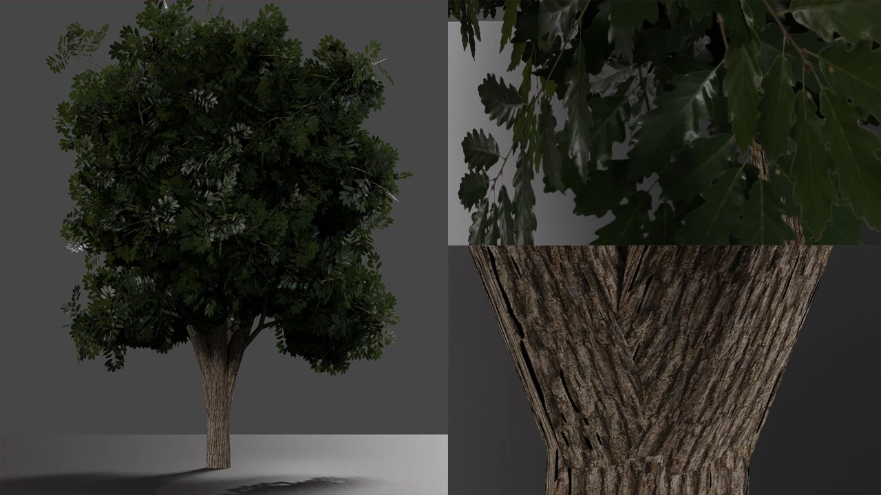 realistic oak medium size 3D Model .c4d .max .obj .3ds .fbx .stl .blend 