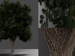 realistic oak medium size 3D Model
