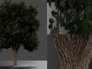 carvalho realista tamanho m&eacute;dio Modelo 3D