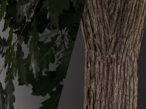 realistic oak medium size Model 3D