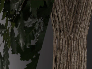 realistic oak medium size 3D Model