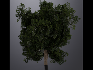 realistic oak medium size Model 3D