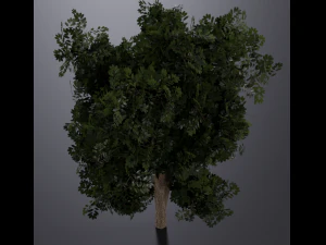 realistic oak medium size 3D Model