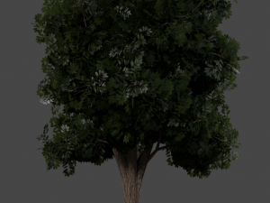realistic oak medium size Model 3D