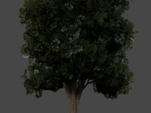 realistic oak medium size 3D Model