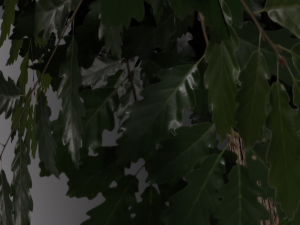 realistic oak medium size Model 3D