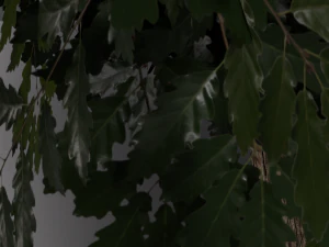 realistic oak medium size 3D Model