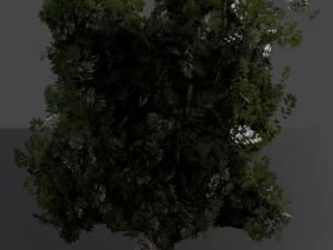 realistic oak medium size Model 3D