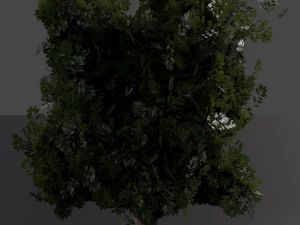 realistic oak medium size 3D Model