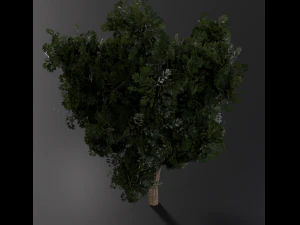realistic oak medium size 3D Model