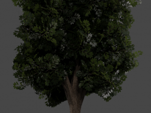 realistic oak medium size Model 3D