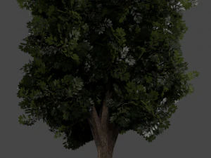 realistic oak medium size 3D Model