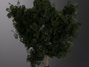 realistic oak medium size Model 3D