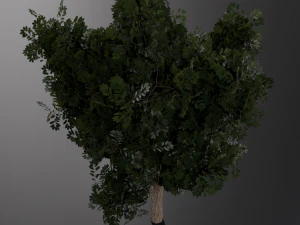 realistic oak medium size 3D Model