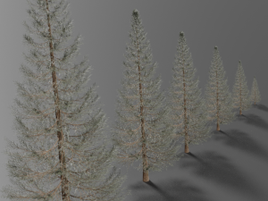 set of realistic fir trees Model 3D