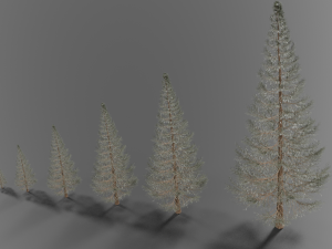 set of realistic fir trees Model 3D