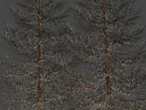 set of realistic fir trees Model 3D