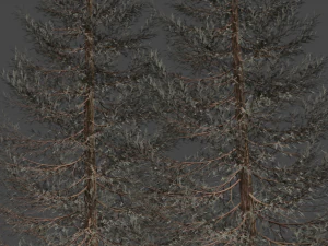 set of realistic fir trees 3D Model