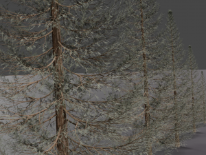 set of realistic fir trees Model 3D