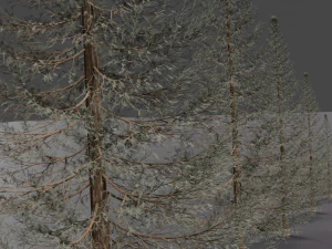 set of realistic fir trees 3D Model