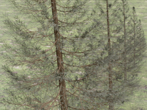 set of realistic fir trees Model 3D