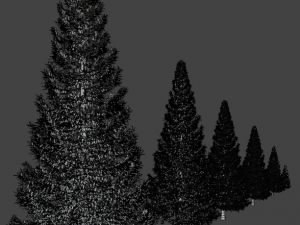 set of realistic fir trees Model 3D