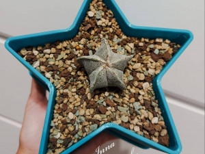 flowerpot star 3D Print Model