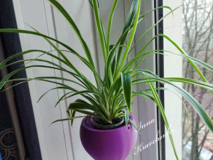Hanging flowerpot hot air balloon 3D Print Model