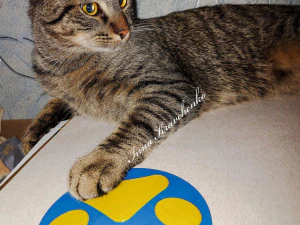 カップコースター 足跡 3Dプリントモデル