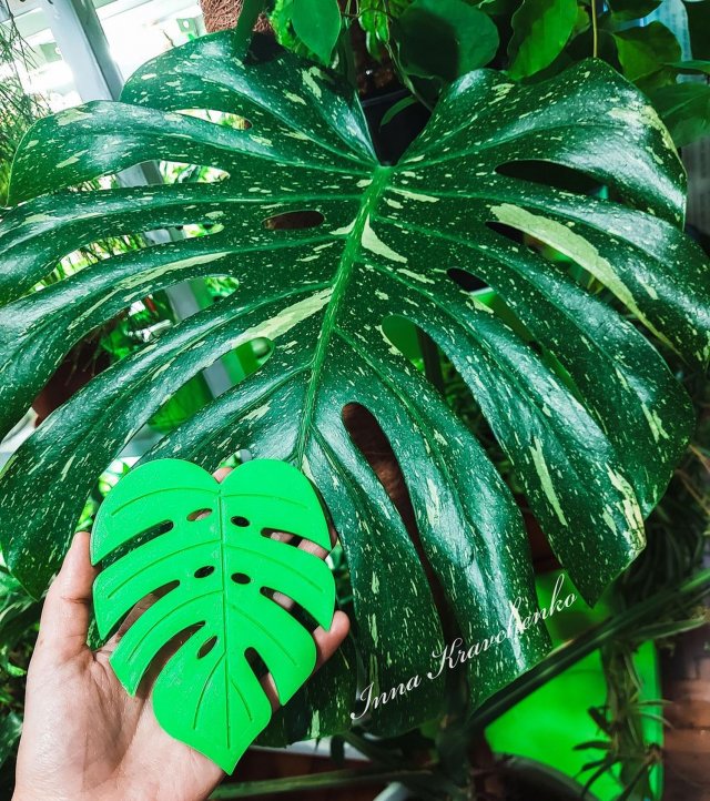 Cup coaster Monstera Leaf 3D-Druckmodell .c4d .max .obj .3ds .fbx .stl .blend 