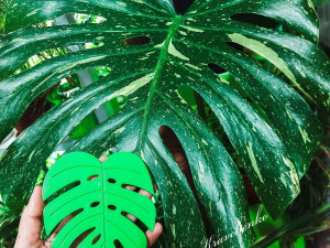 Cup coaster Monstera Leaf 3D Print Model