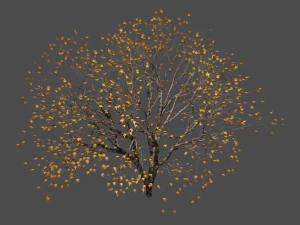 Autumn tree 3D Model