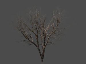 Autumn tree 3D Model
