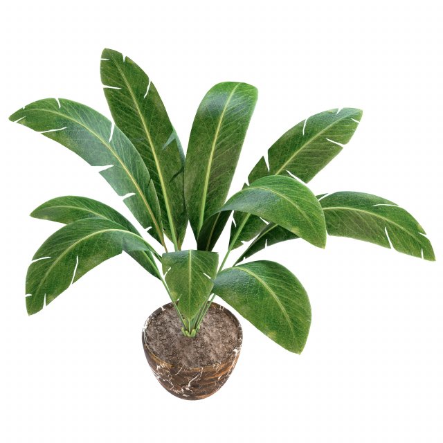 interior banana plant Modello 3D .c4d .max .obj .3ds .fbx .stl .blend 