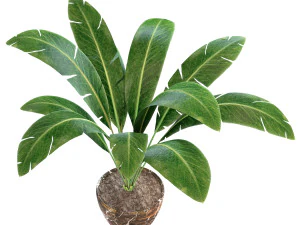 interior banana plant 3D 模型