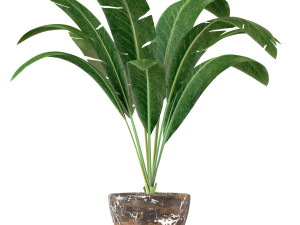 interior banana plant Modello 3D