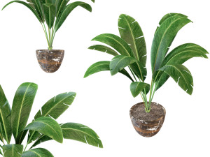 interior banana plant Modello 3D