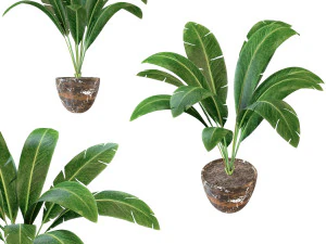 interior banana plant 3D Model