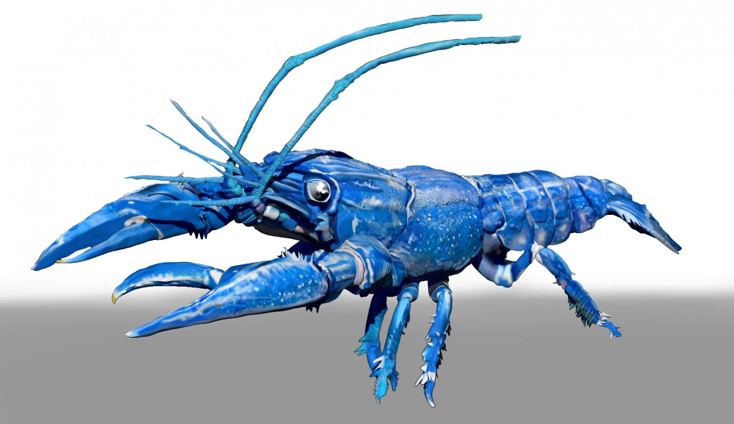 blue crawfish 3D Model .c4d .max .obj .3ds .fbx .stl .blend 
