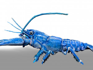 blue crawfish Modèle 3D
