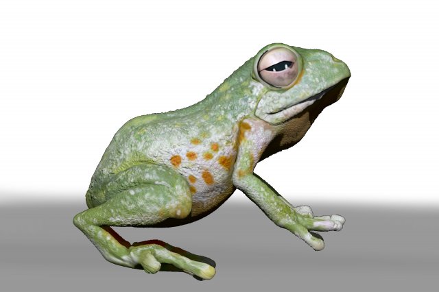 realistic cg frog zbrush sculpt and polypaint Model 3D .c4d .max .obj .3ds .fbx .stl .blend 