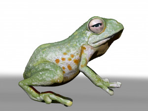 realistic cg frog zbrush sculpt and polypaint 3D 모델