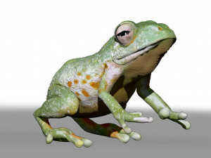realistic cg frog zbrush sculpt and polypaint Model 3D