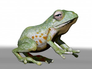 realistic cg frog zbrush sculpt and polypaint Model 3D