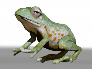 realistic cg frog zbrush sculpt and polypaint Model 3D