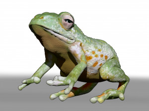 realistic cg frog zbrush sculpt and polypaint Model 3D
