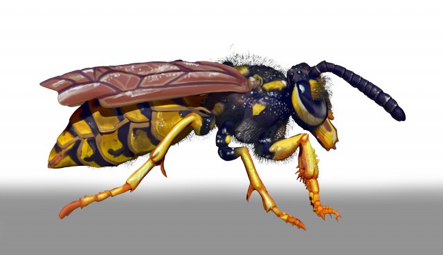 wasp character sculpt and zbrush file 3D 模型 .c4d .max .obj .3ds .fbx .stl .blend 