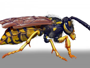 escultura de personagem de vespa e arquivo zbrush Modelo 3D