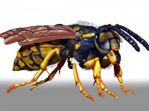 wasp character sculpt and zbrush file 3D Model