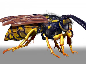 wasp character sculpt and zbrush file 3D Model